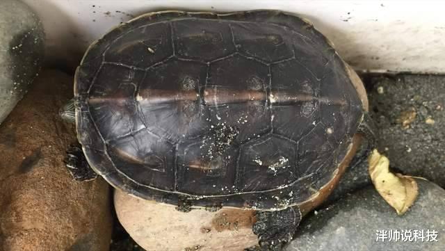 湖南|湖南一男子户外夜钓，神秘生物爬上脚背，吓得直接从凳子上跳起来