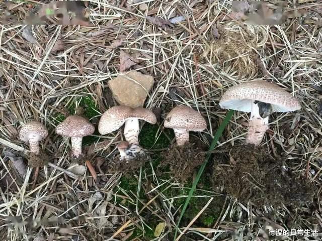 新物种“白盖鸡油菌”被发现,蘑菇虽鲜美,可不要乱吃呦