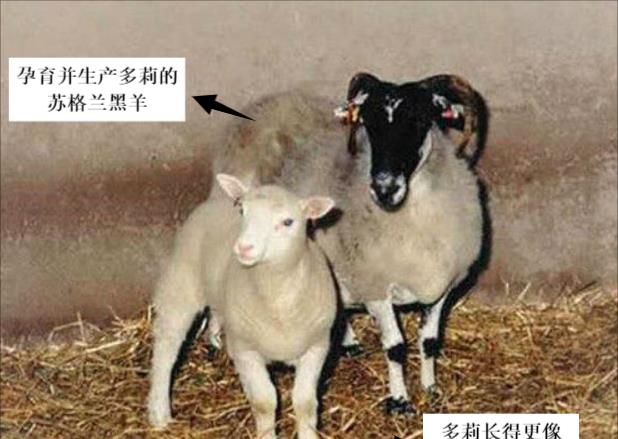 为啥现在很少提“克隆”了？多莉用自己的一生，书写了答案