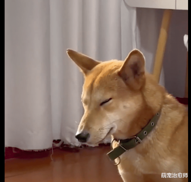 主人不幸阳后，狗狗整夜陪在床边不睡觉，困得都睁不开眼了也不睡