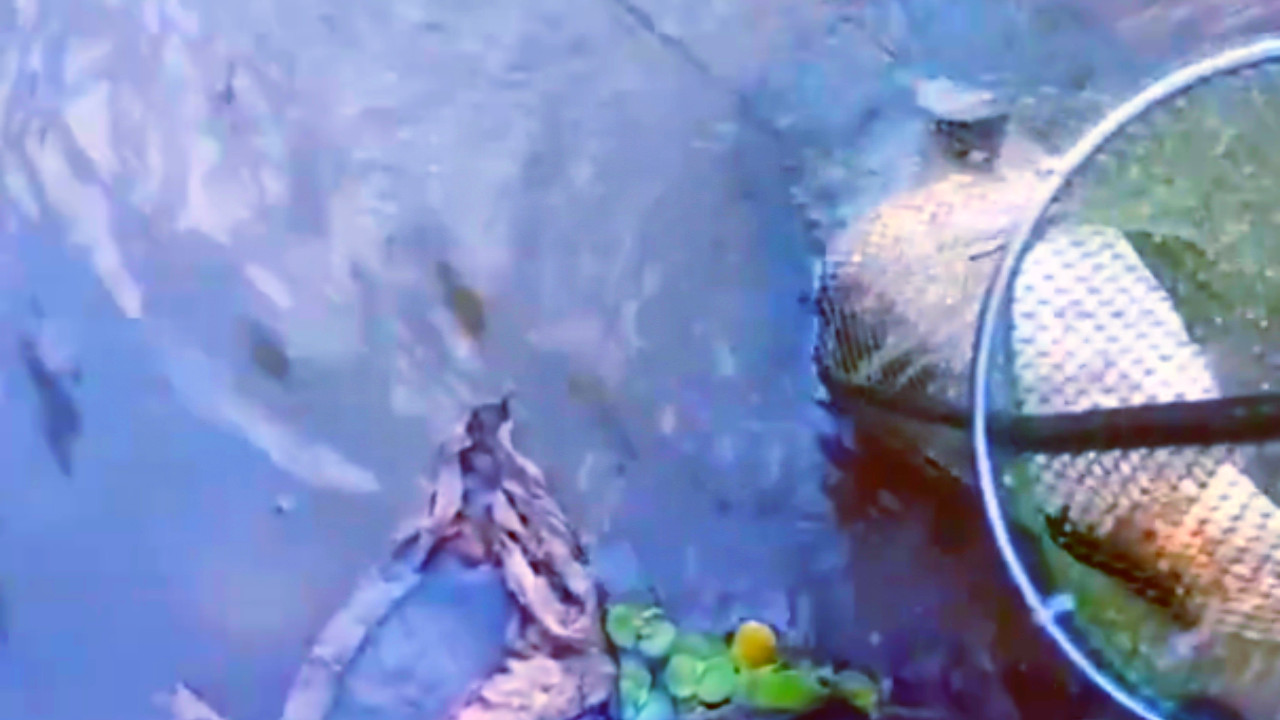 |一天就钓了1条鱼，惊喜还变成了心中的痛，鱼：随时都要努力一把