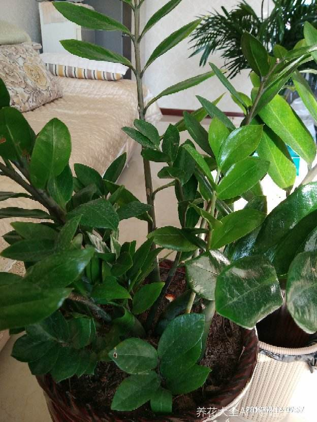 家里养花要慎重,位置摆不对,害人害花,惹来麻烦