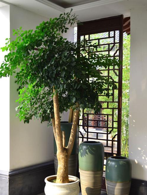 6种大型花,霸气有格调,客厅一放,堪比净化器,实用又大气