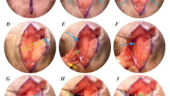 药效学评估技术之氯化铁诱导的血栓小鼠动物模型构建制备 实验动物脑血栓模型建模方法及评
