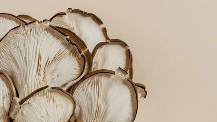 高铁|透明质酸、对苯二酚的替代品？东边野兽、稀物集、溪木源都爱的「菌菇」原料，能成为