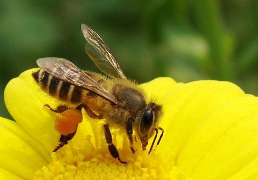 蜜蜂是如何交流的