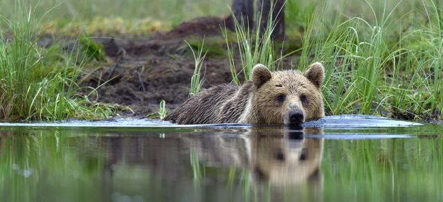 非法捕猎、杀害、收购、运输、出售珍贵濒危野生动物的法律责任