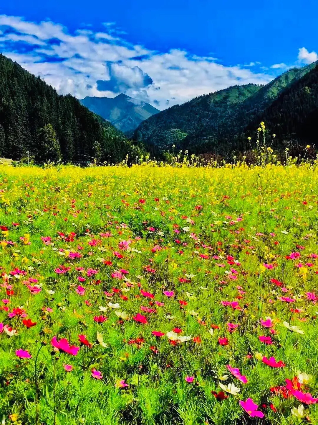 洛阳|再过半月!成都周边这个仙境,拥有最完美秋天