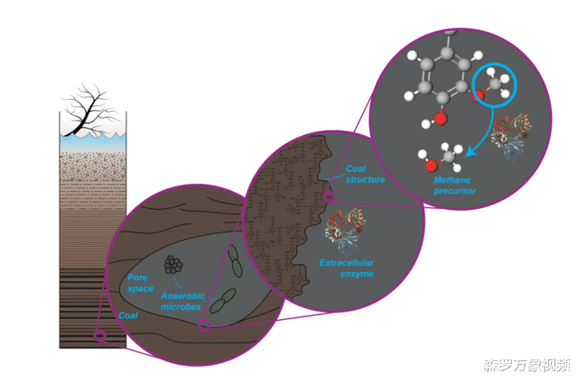 100多米厚的煤层，到底怎么形成的？远古地球存在如此多植物吗