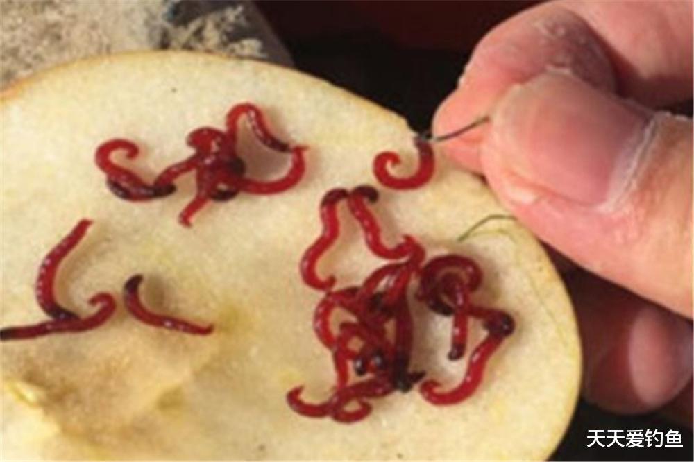 范振钰|冬季钓鱼，记住5个简单招数，让你出钓一定不走空，次次能爆护