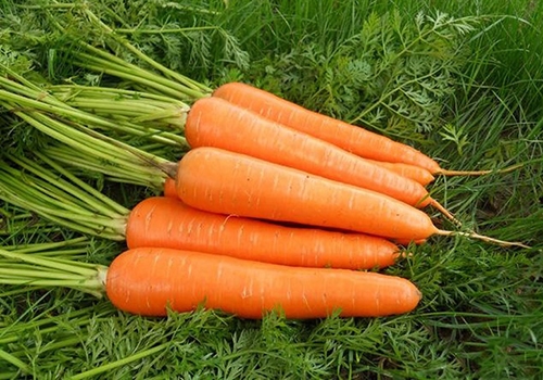 胆固醇|身体年轻的秘密,14种“换血”食物你一定要常吃