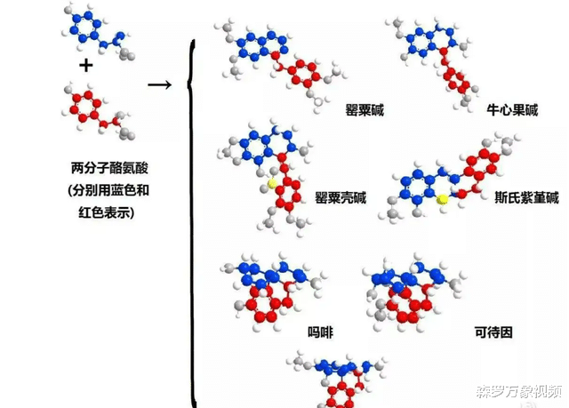 从科学角度来讲,那些添加罂粟的食物会让人上瘾吗?