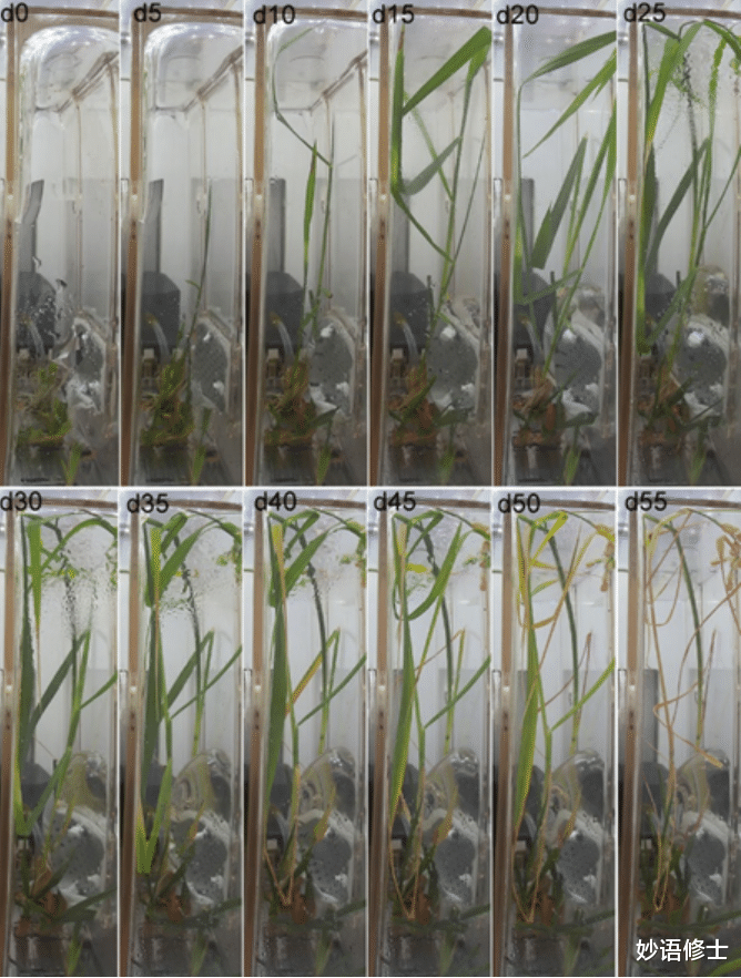 太空水稻首次成功育种!技术含量高不高?但可能不是给咱们吃的