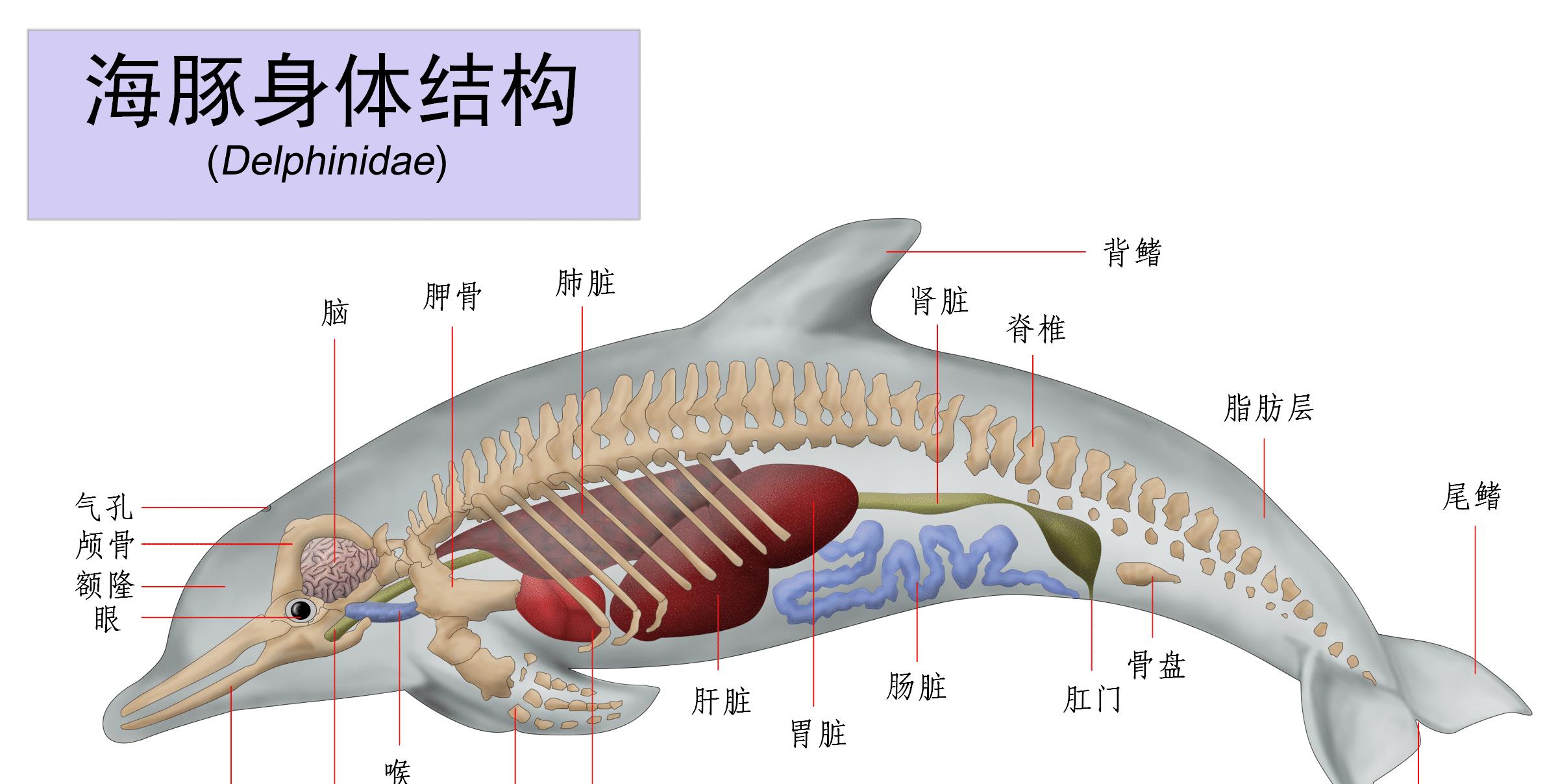 海豚是怎么交配的?科学家:总之很变态,它们演化出了人类的特征