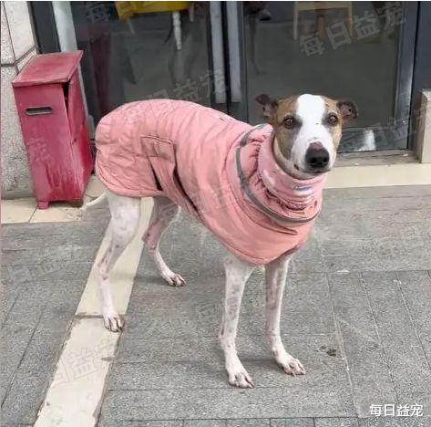 专治不服！狗子不肯穿衣服，被主人赶到门外，20分钟后绝望了