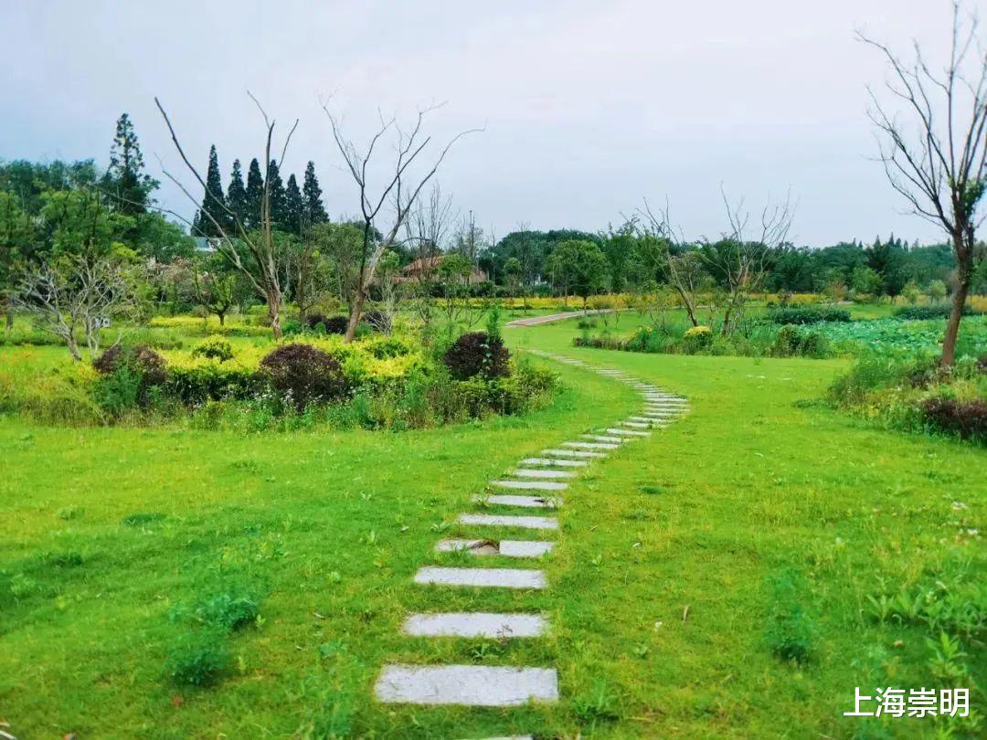 |崇明这两处“免费美景”,等您来打卡!