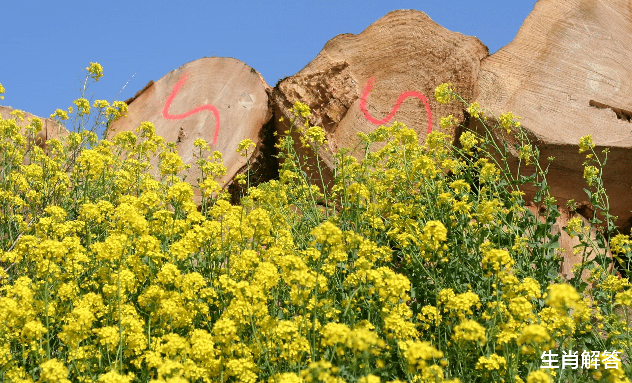 狮子座|从不讨好，只想过好自己日子的星座，不纠结、不计较、不纠缠