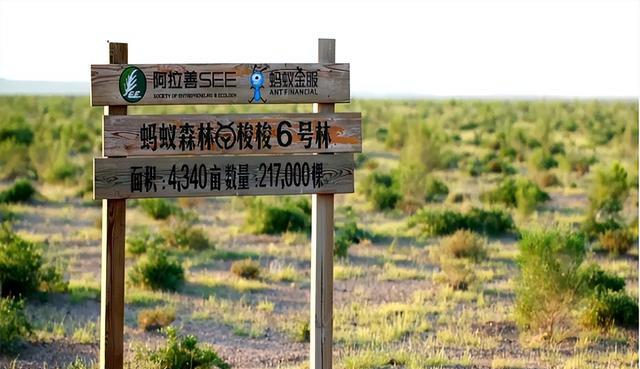 IPv6|马云承诺每年要在沙漠种1亿棵树，6年时间过去了，他兑现了吗？