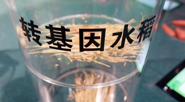 转基因作物产业化对于中国农业十分重要