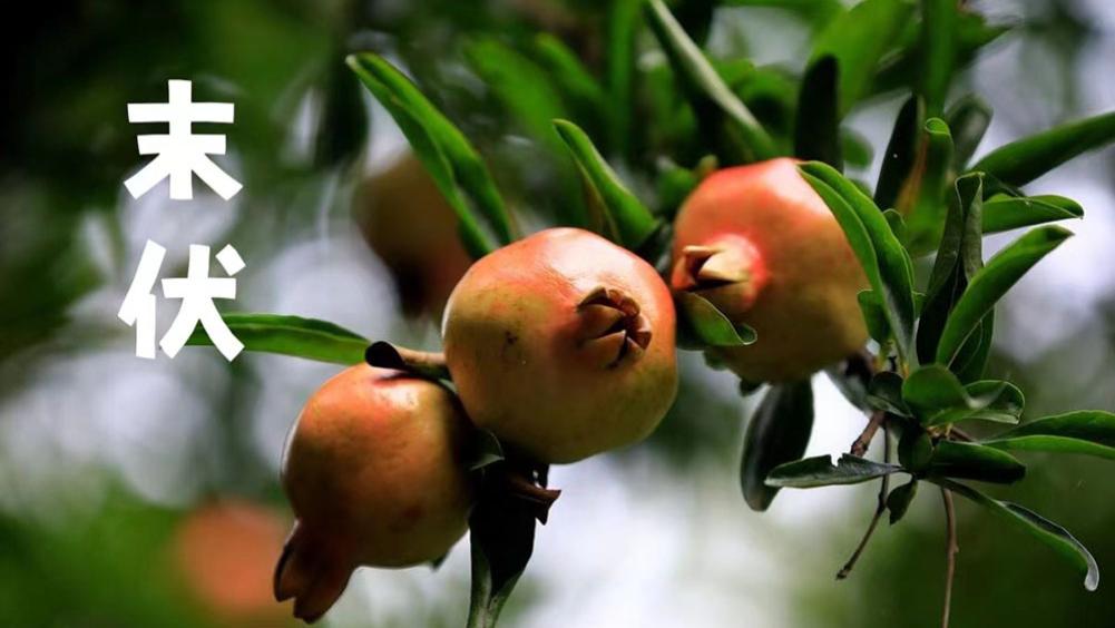 从末伏到出伏，建议“多吃5宝，常做2事”，顺时而养，秋冬少受苦