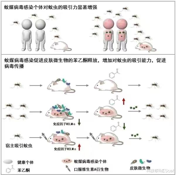 你被蚊子咬了吗?为何蚊子眼里的你格外鲜美?清华团队通过老鼠找到了答案