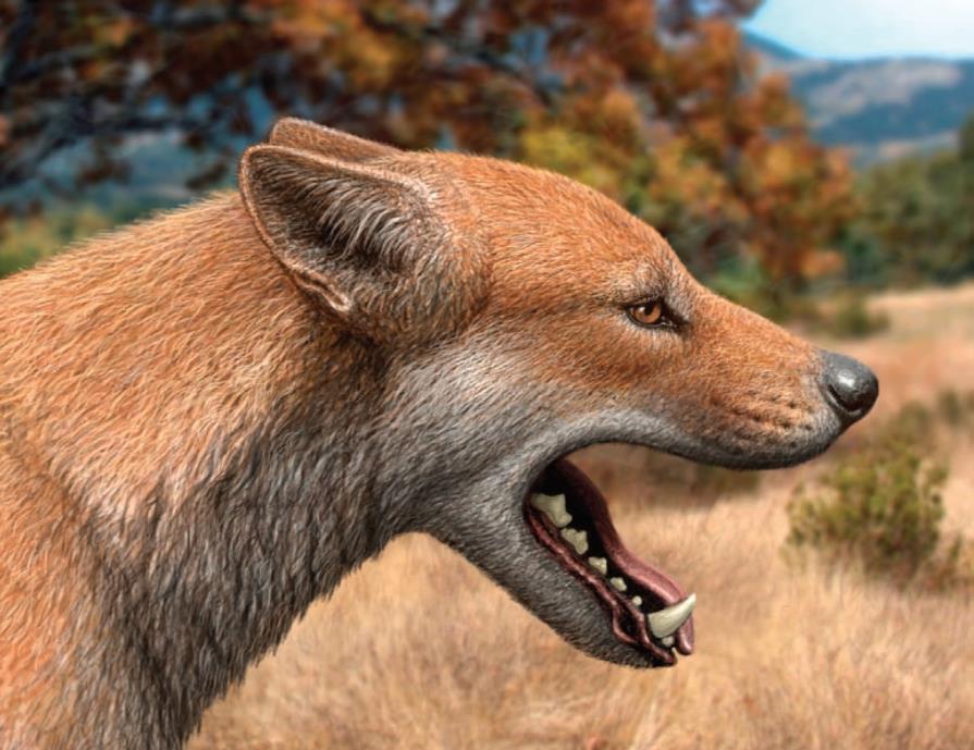 1700万年前的猫犬大战:猫科入侵北美,导致犬科一家族团灭