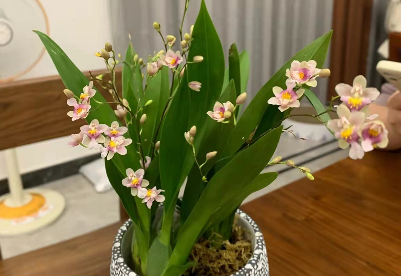 养文心兰抓住4个要点，开花多又香，可打造“清新”家居风