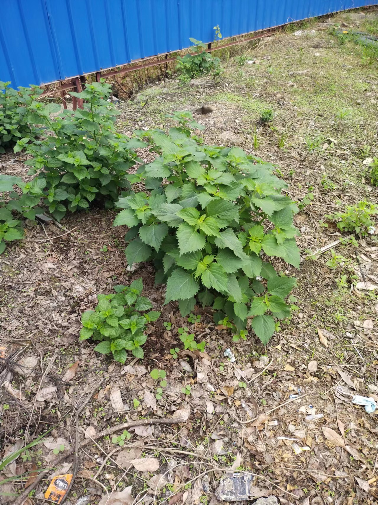 快乐|土旺埋金之人容易自我封闭