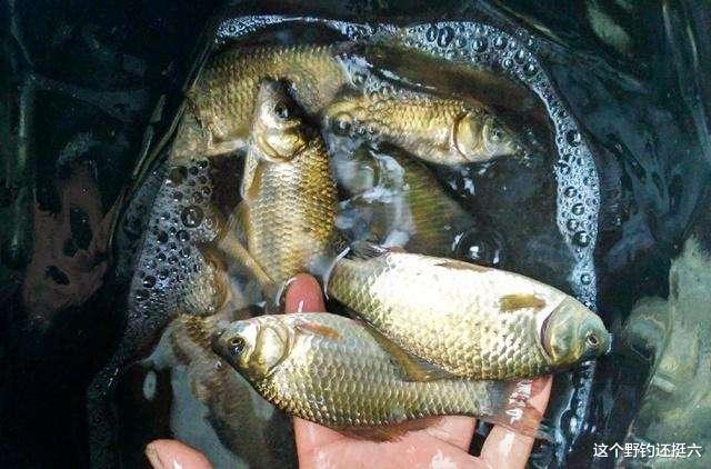 饵料|蚯蚓钓鲫鱼连杆技巧!做窝诱鱼是前提,鱼情的把握及使用是核心!