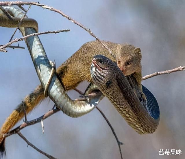 毒蛇真的可怕吗?不仅被猫揍,连老鼠也能欺负它,青蛙还能吃它