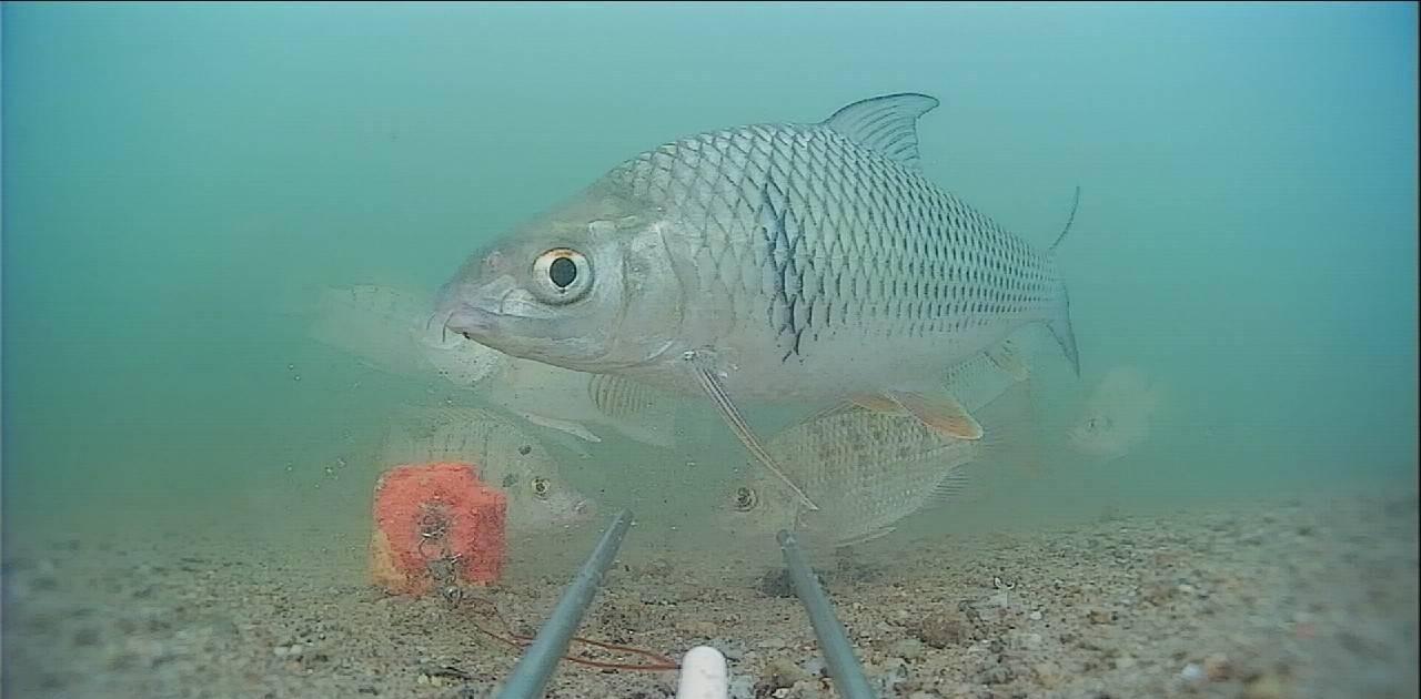 饵料|杂鱼闹窝怎么办?教你三招轻松搞定,从此不再为杂鱼烦恼