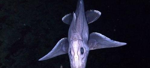 幽灵鲨:生活在深海的奇怪生物,长相灵异奇葩