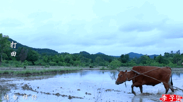 李子柒|消失近一年的天后——李子柒终于复出，背后隐藏的真相，让人难以咬牙切齿。