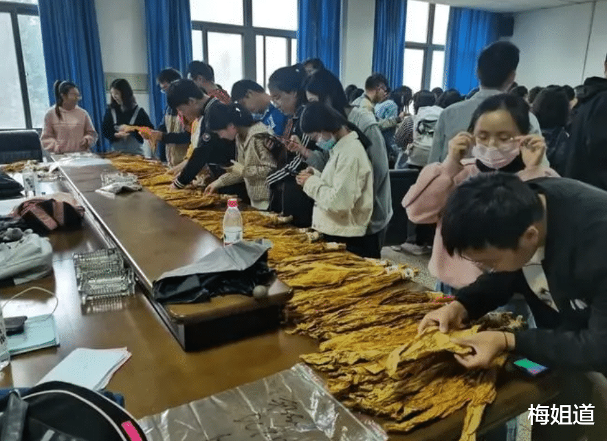 招聘|中国烟草秋季招聘即将开始,这类学生受烟草局青睐,应把握好机会