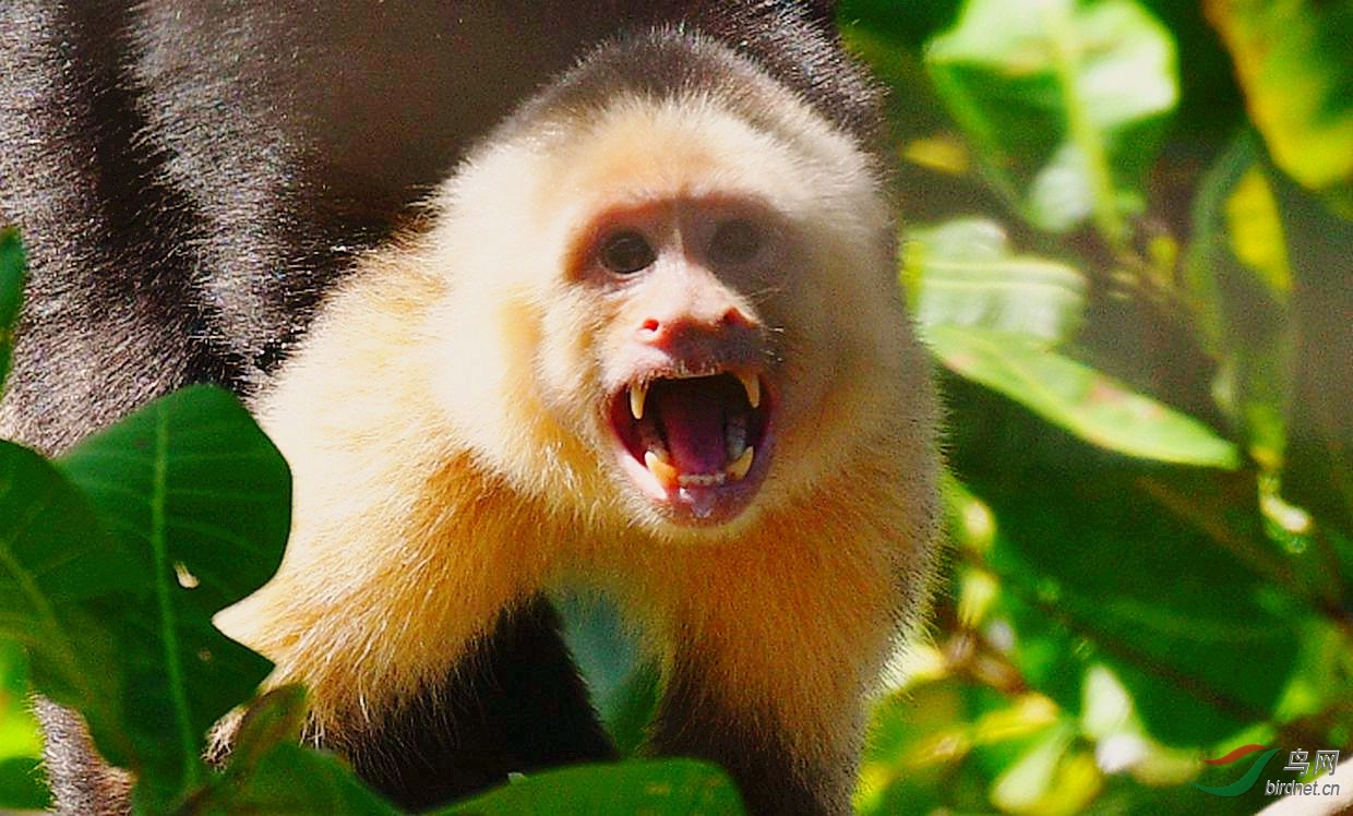 巴拿马猴已进入石器时代，科学家表示担忧：它们会不会变成人类？