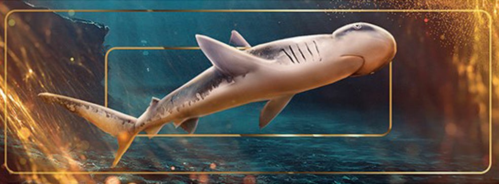 |粽香情浓畅享端午风味《钓鱼大对决》特色赛龙舟尽显垂钓魅力