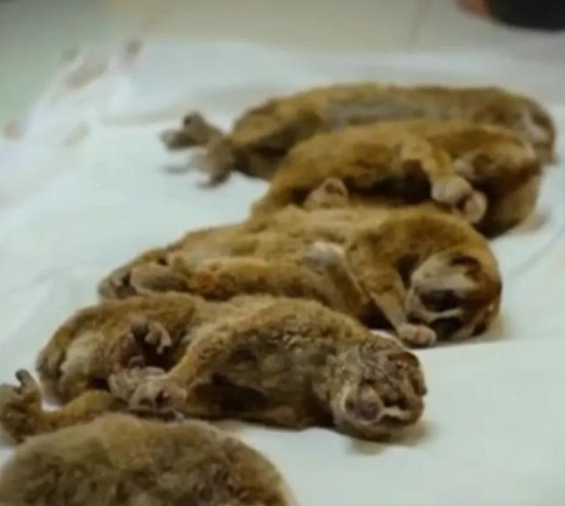 懒猴:世界上唯一有毒的猴子,学习眼镜蛇喷射毒液,却是保护自己