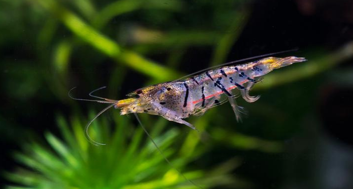 地球生物的演变史,你是否了解过!