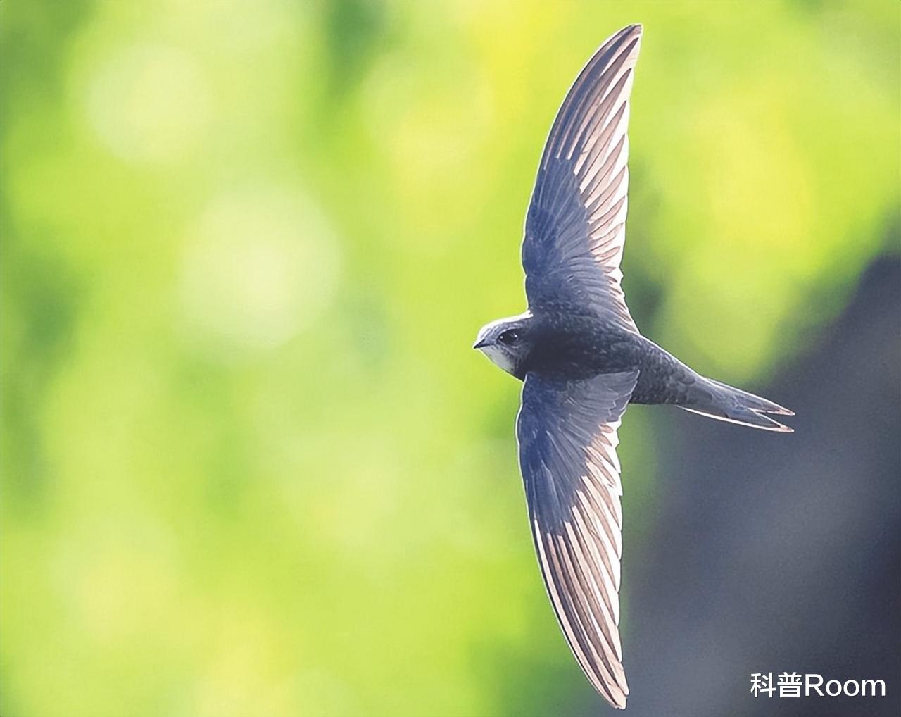 真的有“无脚鸟”吗?一生飞行,觅食繁衍都在空中,直至死亡!