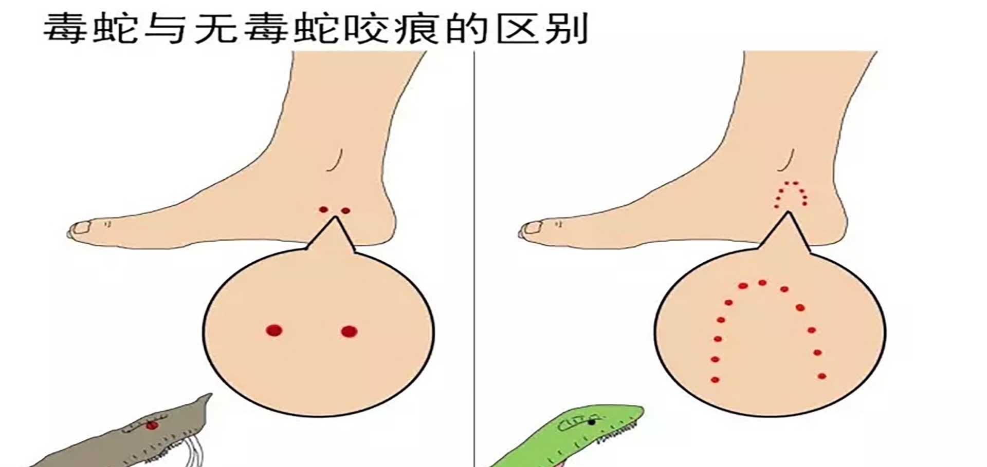 涨知识了!用颜色区分蛇类是否有毒,准确吗?
