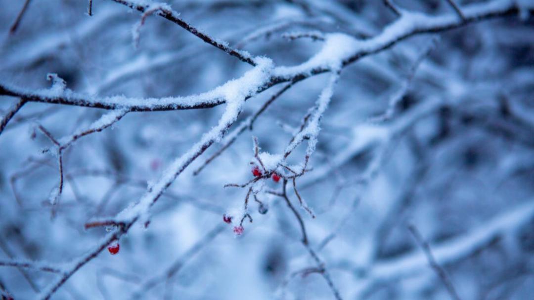 上海市|2022年冬天的第一场雪来啦，这个地方秒变仙境