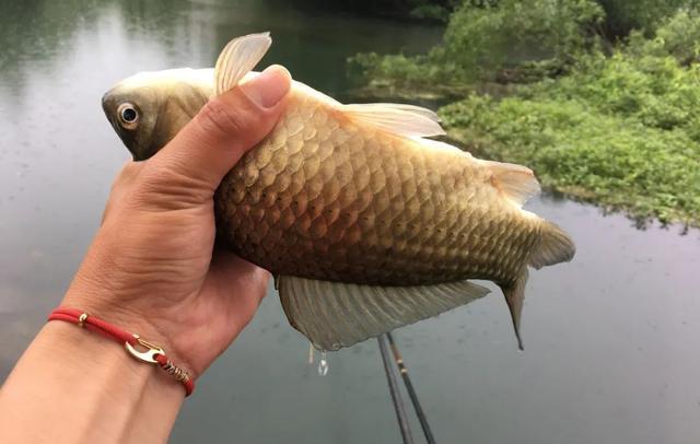 饵料|不是隔夜窝没用,而是你没打好!天气变热,这样打窝才有效!