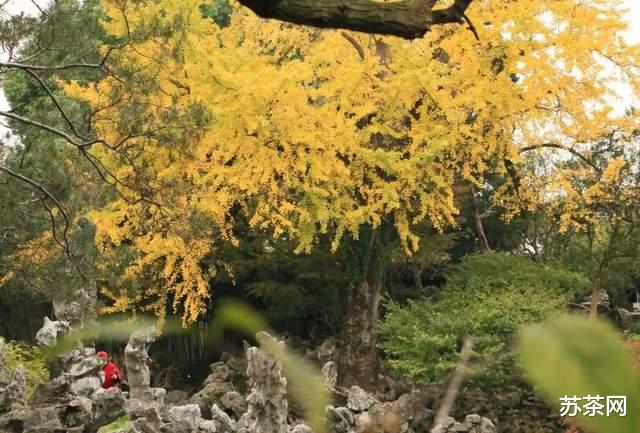 乡村旅游|这些园林，承包了苏州秋冬一半的美