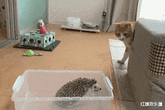 |“这是我们江西的彩礼,别的省有这么多吗?”有被酸的到吗?