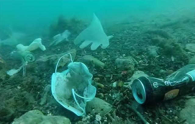 地中海曾被发现“巨大骨架”,长约30米有3个叶片!是什么生物?