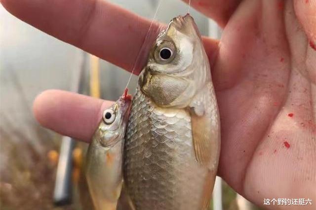 饵料|你拉饵钓鲫鱼为何总钓不多？两个极端不可取，要分场景讲时宜！