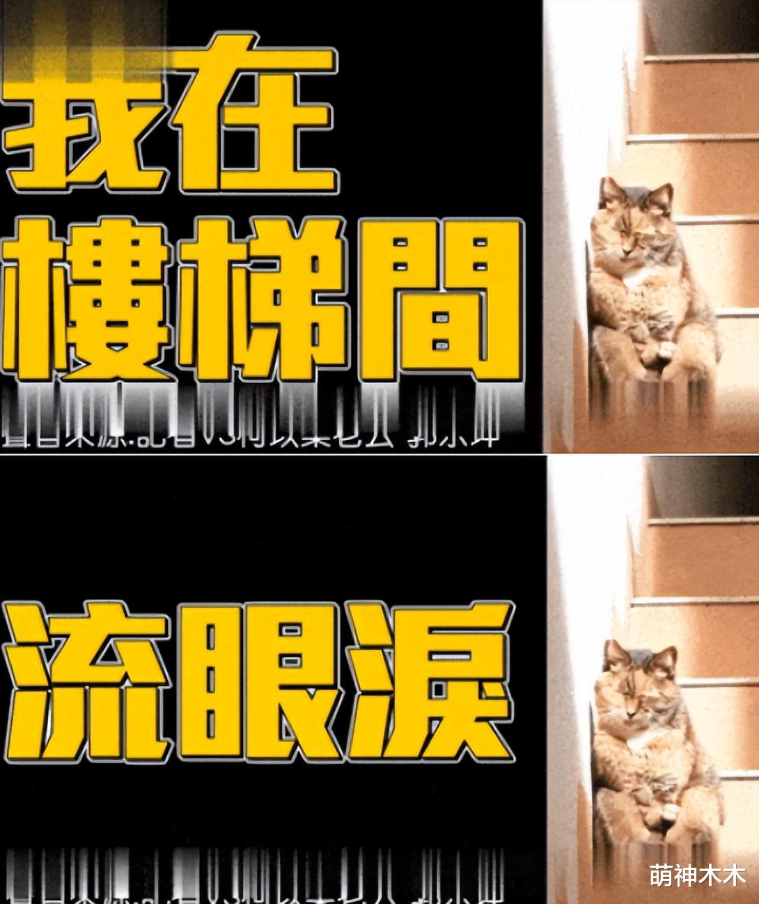 柯以柔|42岁女星被骗婚6年,嫁给假富二代婚后AA制,离婚才说出原因