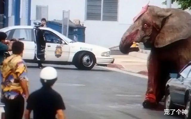 因动物过于忧郁,动物园被指虐待动物,结果反转令人心酸!