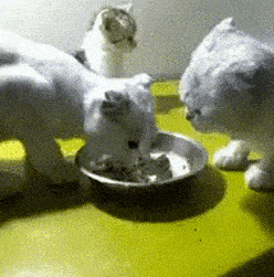 “小伙想找个萝莉女友,为啥就是遇不到?”网友的评论笑岔了气!