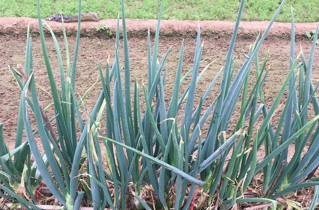 大葱和韭菜老是出现干尖和小白点,到底是什么原因?看后明白了